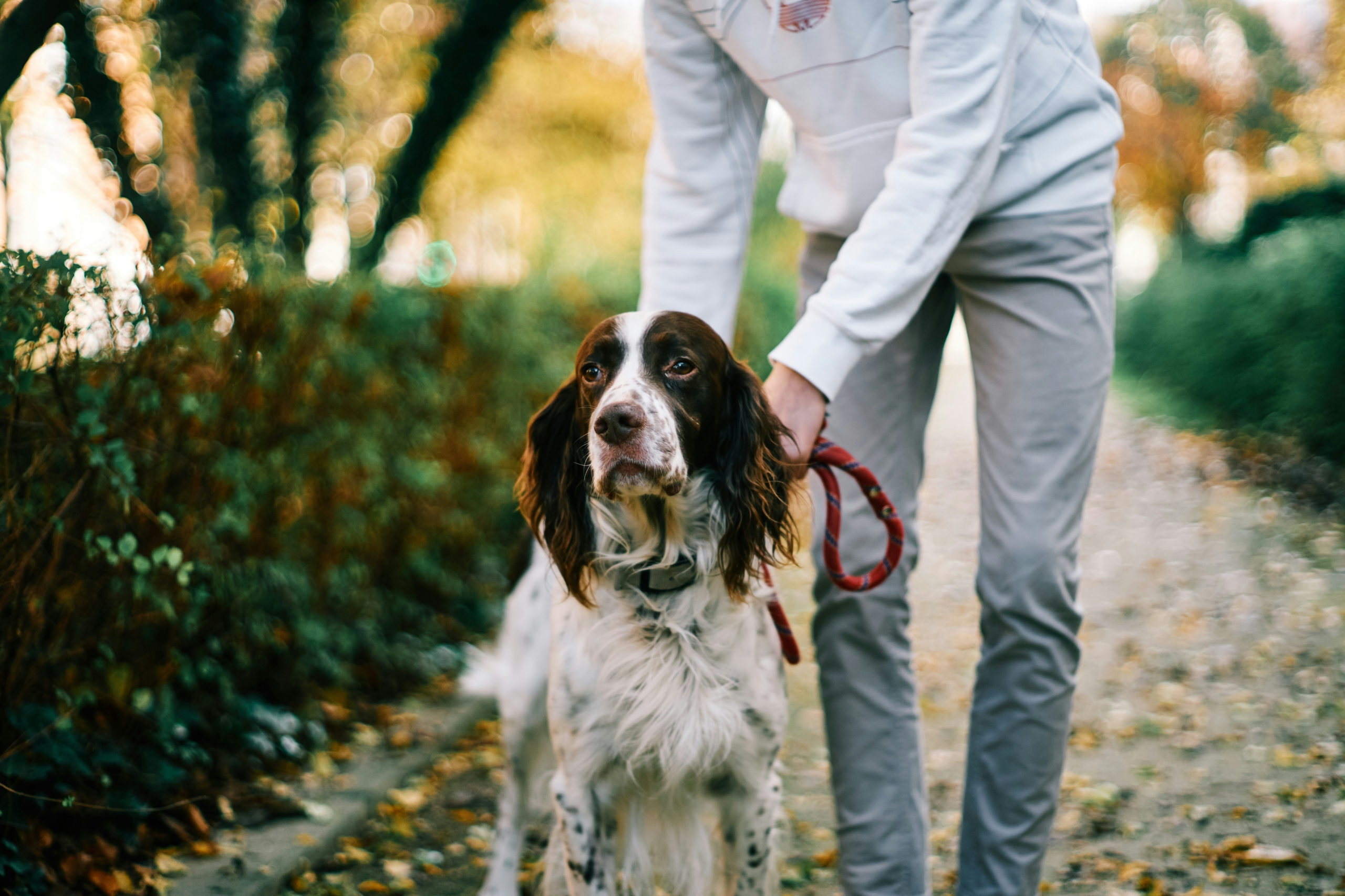 Dog on a leash during a winter walk in Connecticut, showing year-round flea and tick prevention.