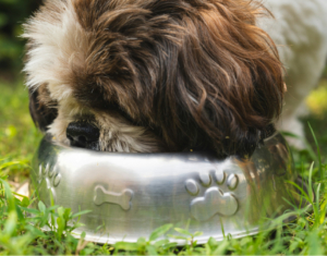A small brown and white dog drinking water from a stainless steel bowl on green grass outside.