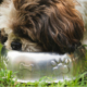 A small brown and white dog drinking water from a stainless steel bowl on green grass outside.