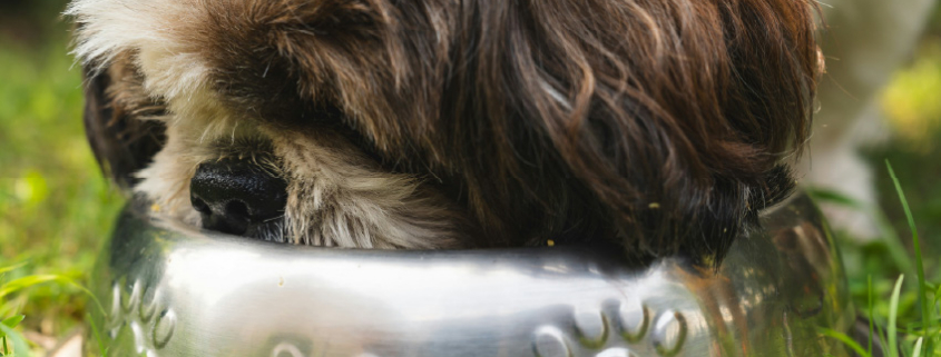 A small brown and white dog drinking water from a stainless steel bowl on green grass outside.