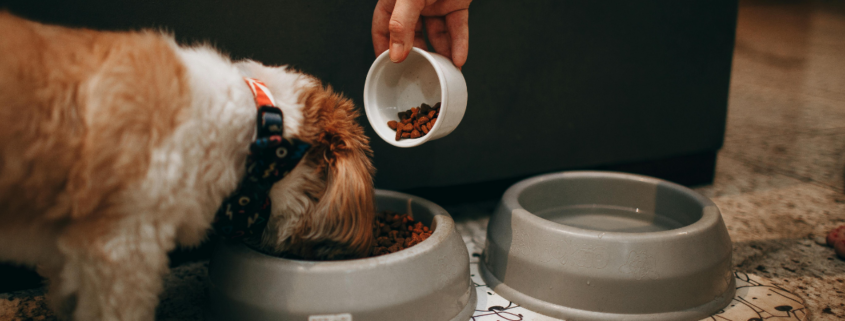 Copper levels in dog food and impact on liver health