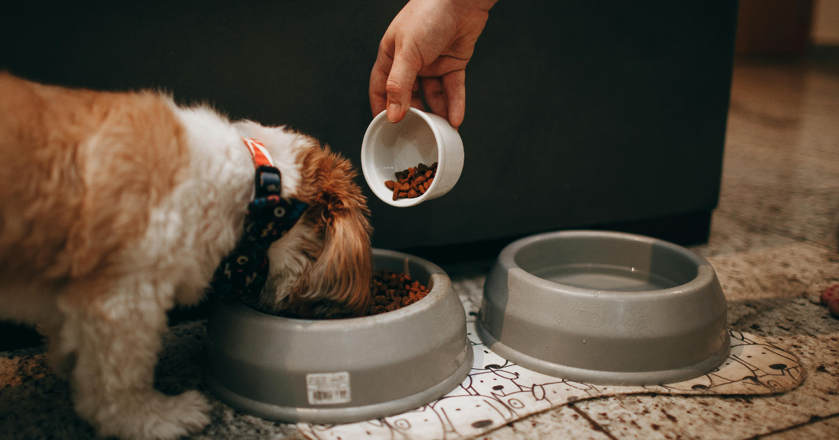 Copper levels in dog food and impact on liver health