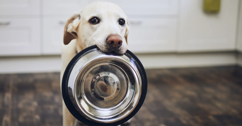 forever chemicals in pet food research concept with dog and food bowl