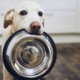 forever chemicals in pet food research concept with dog and food bowl