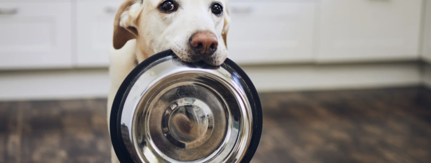 forever chemicals in pet food research concept with dog and food bowl