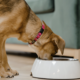 grain-free dog food and DCM research analysis showing data-driven canine heart health insights