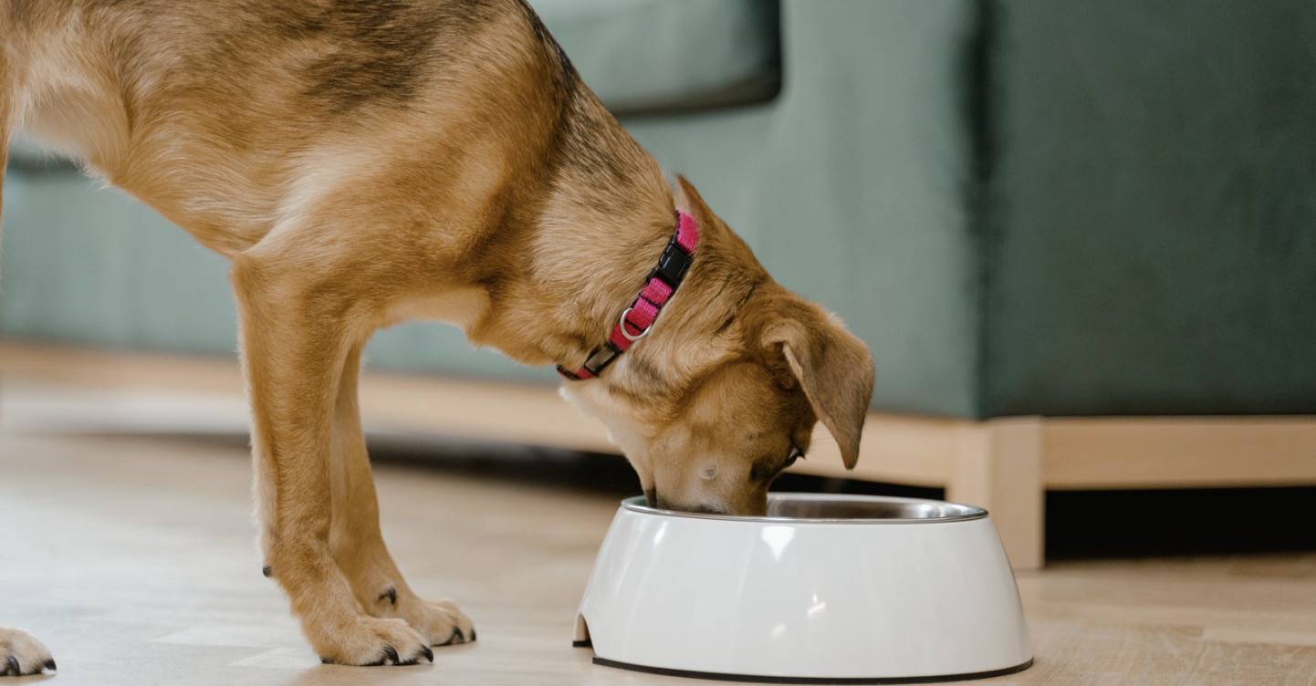 grain free dog food dcm data grain-free dog food and DCM research analysis showing data-driven canine heart health insights